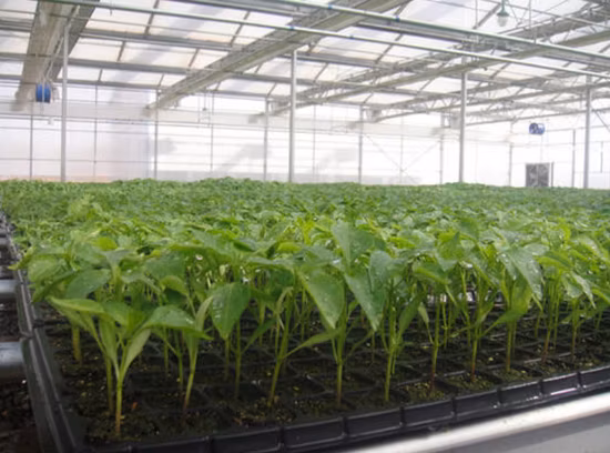 Bandejas de vivero de siembra de plástico para arroz